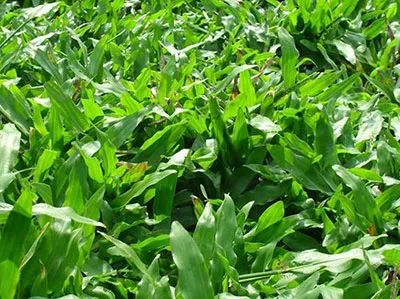 Sản phẩm cỏ lá tre — Cây Xanh Đức Lâm Vũng Tàu - Công Ty TNHH TM DV XNK Đức Lâm — MST 3502321972