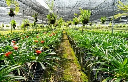 Sản phẩm Homepage Hsia Cheng Luoi che nang det thoi soi det 1  — Lưới Nông Nghiệp Và Màng Nhà Kính - Công Ty TNHH Hsia Cheng Woven Textile Việt
Nam — MST 3502409024