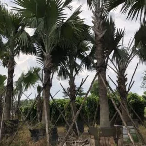 Sản phẩm 3d263b899331746f2d20 5515 300x300 — Công Ty TNHH Một Thành Viên Tam Hoàng — MST 3600262203