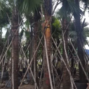 Sản phẩm 3dc15261fad91d8744c8 3607 300x300 — Công Ty TNHH Một Thành Viên Tam Hoàng — MST 3600262203