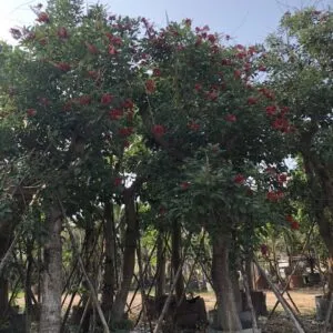 Sản phẩm 4cea924a3af2ddac84e3 2666 300x300 — Công Ty TNHH Một Thành Viên Tam Hoàng — MST 3600262203