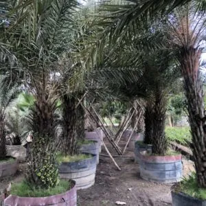 Sản phẩm 4fbc391391ab76f52fba 1207 300x300 — Công Ty TNHH Một Thành Viên Tam Hoàng — MST 3600262203