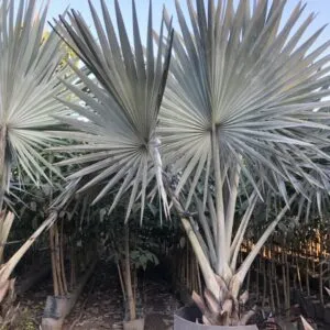 Sản phẩm 5d052eaa8612614c3803 3518 300x300 — Công Ty TNHH Một Thành Viên Tam Hoàng — MST 3600262203