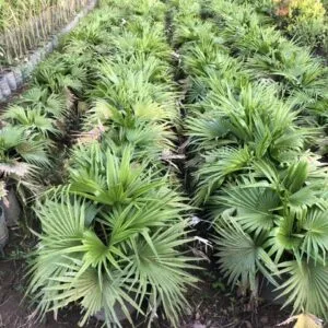 Sản phẩm 67b01510ada84af613b9 0212 300x300 — Công Ty TNHH Một Thành Viên Tam Hoàng — MST 3600262203