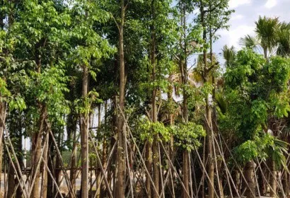 Sản phẩm 97d592667fd89886c1c9 4062 — Công Ty TNHH Một Thành Viên Tam Hoàng — MST 3600262203