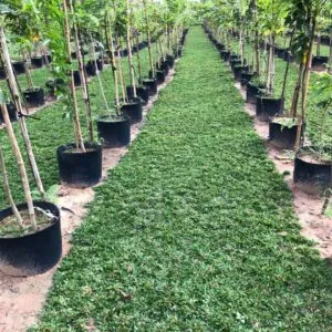 Sản phẩm a7a1c11db740511e0851 1 4334 300x300 — Công Ty TNHH Một Thành Viên Tam Hoàng — MST 3600262203