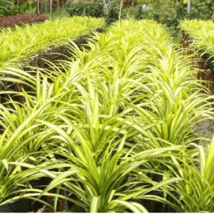 Sản phẩm cay dua soc vang 1 8561 300x300 — Công Ty TNHH Một Thành Viên Tam Hoàng — MST 3600262203