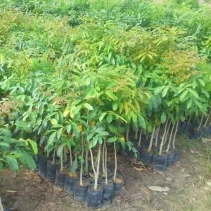 Sản phẩm cay giong xa cu 600x467 1099 300x300 — Công Ty TNHH Một Thành Viên Tam Hoàng — MST 3600262203