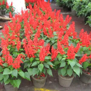 Sản phẩm cay hoa xac phao 7 2561 300x300 — Công Ty TNHH Một Thành Viên Tam Hoàng — MST 3600262203