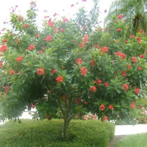 Sản phẩm cay hong mai 1a 1984 300x300 — Công Ty TNHH Một Thành Viên Tam Hoàng — MST 3600262203
