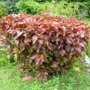 Sản phẩm cay phoi bo 3 768x515 8344 300x300 — Công Ty TNHH Một Thành Viên Tam Hoàng — MST 3600262203