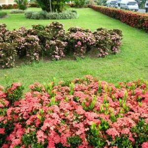 Sản phẩm cay trang thai do trong hang rao 2957 300x300 — Công Ty TNHH Một Thành Viên Tam Hoàng — MST 3600262203