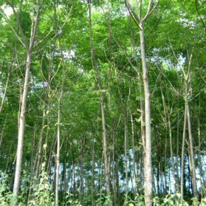Sản phẩm cay xoan dao 1 2317 300x300 — Công Ty TNHH Một Thành Viên Tam Hoàng — MST 3600262203