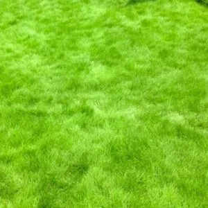 Sản phẩm co nhung nhat ban 300x300 — Công Ty TNHH Một Thành Viên Tam Hoàng — MST 3600262203
