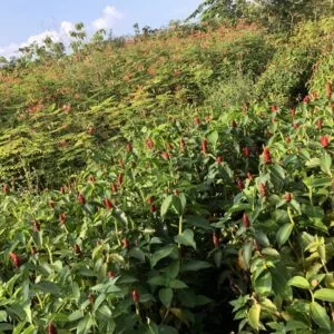 Sản phẩm e081481f1a42fc1ca553 1 6302 300x300 — Công Ty TNHH Một Thành Viên Tam Hoàng — MST 3600262203