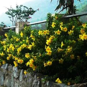 Sản phẩm hoa huynh anh 671 e1555925096392 6690 300x300 — Công Ty TNHH Một Thành Viên Tam Hoàng — MST 3600262203