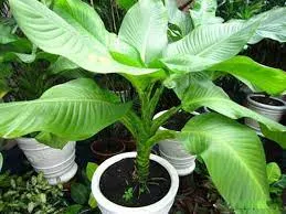 Sản phẩm tai xuong — Công Ty TNHH Một Thành Viên Tam Hoàng — MST 3600262203