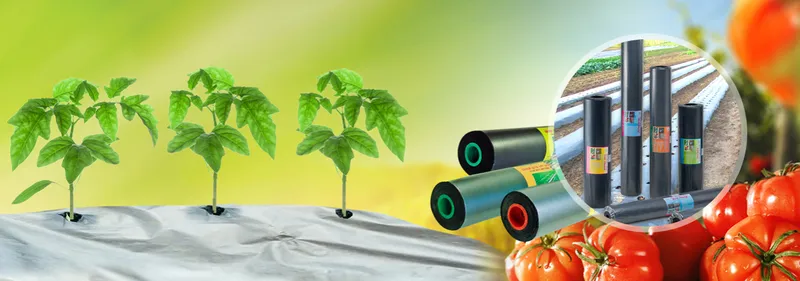 Sản phẩm 6861274406829160 — Công Ty TNHH World Vina — MST 3600515648
