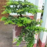 Sản phẩm cay can thang dep 150x150 — Công Ty TNHH Một Thành Viên Xây Dựng Nam Thanh Hùng — MST 3602582093