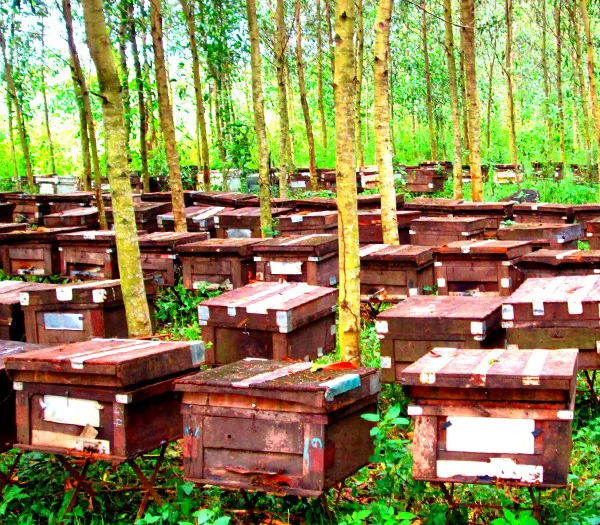Sản phẩm Anh gioi thieu — Mật Ong Dương Linh - Công Ty TNHH Một Thành Viên SX-TM-DV Mật Ong Dương Linh — MST 3602745414