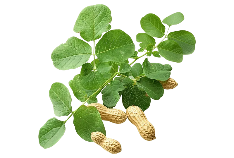 Sản phẩm dauphong3 — Công Ty TNHH Quyền Tôn — MST 3603047525