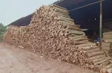 Sản phẩm 770b19c6e66d1e33477c 6745 — Công Ty TNHH Một Thành Viên Pallet Gỗ Duy Minh — MST 3603068740