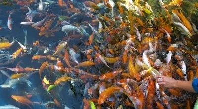 Sản phẩm 24 400x220 — Công Viên Suối Mơ — MST 3603237639