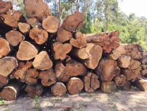 Sản phẩm cung cap cac loai go 04 3d1a0a48 — Pallet Gỗ Phương Phương Linh - Công Ty TNHH MTV Phương Phương Linh — MST 3603290008
