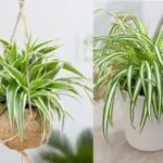 Sản phẩm 21 loai cay trong trong nha vua giup loc khong khi vua giup can nha am hon vao mua lanh 202101081629245206 150x150 — Công Ty TNHH Thiết Kế Xây Dựng Thanh Chương — MST 3603443913