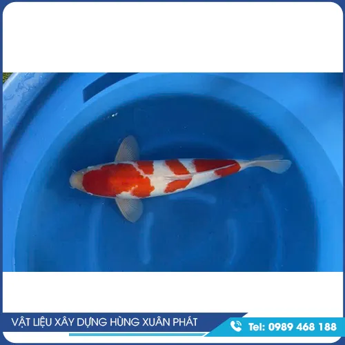 Sản phẩm CA KOI GIONG — Vật Liệu Xây Dựng Hùng Xuân Phát - Công Ty TNHH Hùng Xuân Phát — MST 3603451294