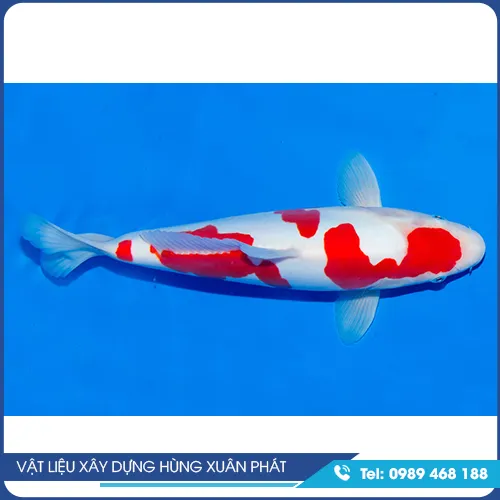 Sản phẩm ca koi  — Vật Liệu Xây Dựng Hùng Xuân Phát - Công Ty TNHH Hùng Xuân Phát — MST 3603451294