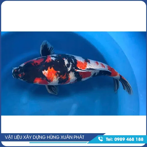 Sản phẩm cako giong 3 — Vật Liệu Xây Dựng Hùng Xuân Phát - Công Ty TNHH Hùng Xuân Phát — MST 3603451294