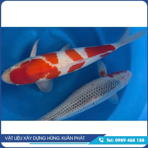 Sản phẩm cakoi giong 5 — Vật Liệu Xây Dựng Hùng Xuân Phát - Công Ty TNHH Hùng Xuân Phát — MST 3603451294