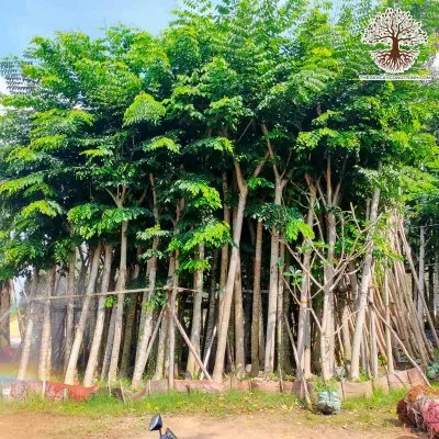 Sản phẩm cay giang huong cong trinh gia re 8394 — Tạp Vụ Thiên Hà Sạch - Công Ty TNHH Một Thành Viên Thiên Hà Sạch — MST 3603464857