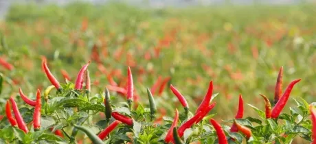Sản phẩm ot1 7506 — Công Ty TNHH Phân Bón ORGANICS — MST 3603495439