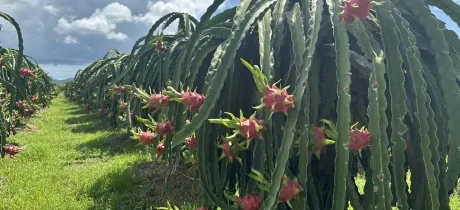 Sản phẩm z65499167999505a5fb93e79ce4c58e0eac8cc38ffa690 1096 — Công Ty TNHH Phân Bón ORGANICS — MST 3603495439