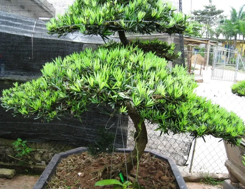 Sản phẩm img_1229 0498 — Công Ty TNHH Lộc Phát Đồng Nai — MST 3603624236