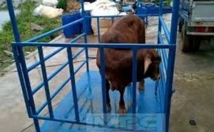 Sản phẩm can dong vat_s3678 — Cân Điện Tử Minh Phúc - Công Ty TNHH TM DV SX Xây Dựng Minh Phúc — MST 3603734503