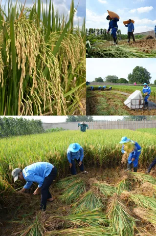 Sản phẩm phan bon con voi binh duong 2025 11 10 11 30 15 2 — Công Ty CP - Tổng Công Ty Nước - Môi Trường Bình Dương — MST 3700145694