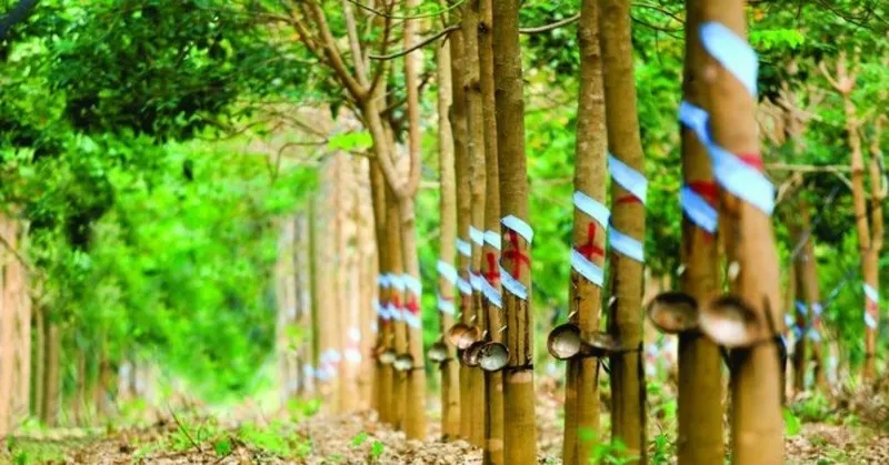 Sản phẩm 01 1434 2451 1774165042201 1774165042992174414287710240523032026 — Cao Su Phước Hòa - Công Ty Cổ Phần Cao Su Phước Hòa — MST 3700147532
