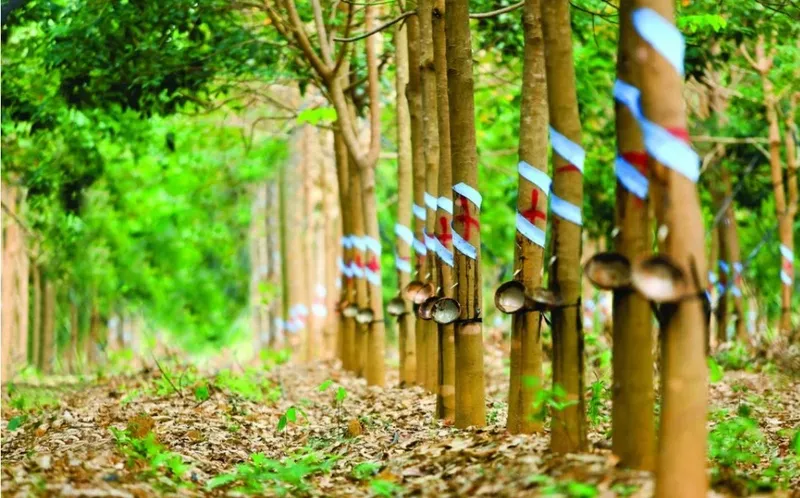 Sản phẩm ndt  ky vong dn cao su huong loi kep 115508434201062026 — Cao Su Phước Hòa - Công Ty Cổ Phần Cao Su Phước Hòa — MST 3700147532