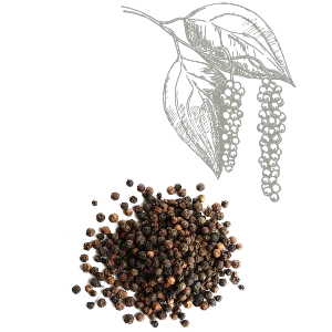 Sản phẩm New pepper Black 1 — Công Ty Trách Nhiệm Hữu Hạn Chế Biến Gia Vị Nedspice Việt Nam — MST 3700227650