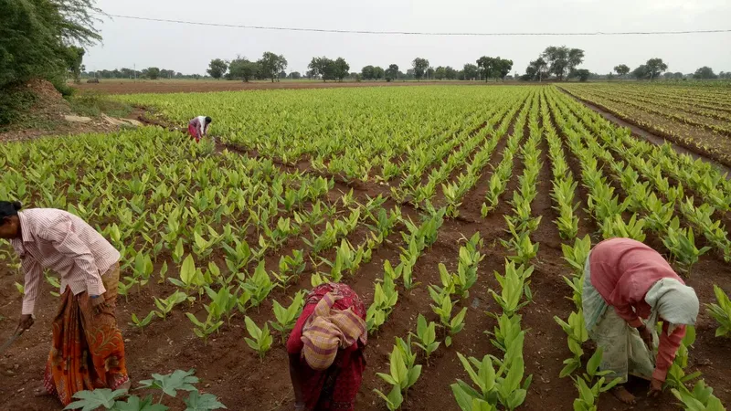 Sản phẩm Turmeric field 2 — Công Ty Trách Nhiệm Hữu Hạn Chế Biến Gia Vị Nedspice Việt Nam — MST 3700227650