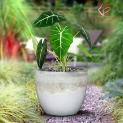 Sản phẩm RELIC WHITE over SHINY WHITE lifestyle 247x247 — Công Ty TNHH MTV Gốm Sứ Mỹ Nghệ Kim Phát — MST 3700304023