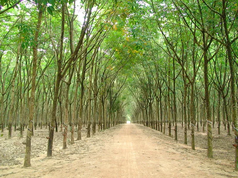 Sản phẩm cham soc cay cao cu — Công Ty Cổ Phần Hữu Cơ DAITO — MST 3700320025