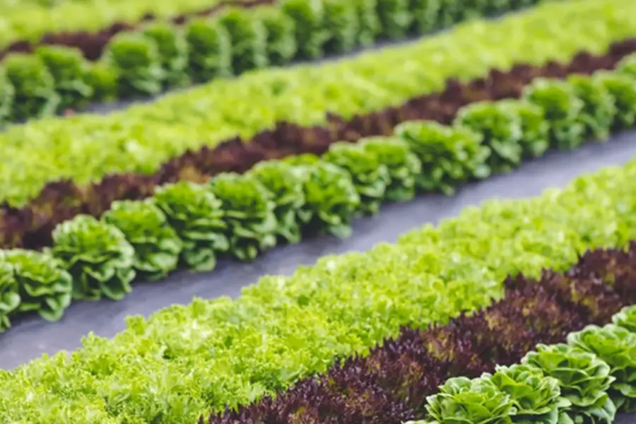 Sản phẩm NN9 — Bạt Nhựa Gia Lợi - Công Ty CP Gia Lợi — MST 3700496822