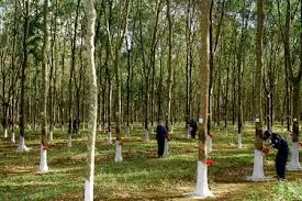 Sản phẩm 217891145763140 — Cao Su Tân Triều - Công Ty TNHH Tân Triều — MST 3700691372