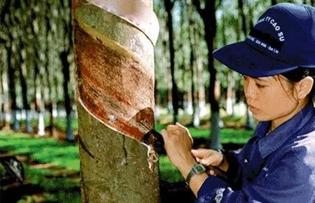 Sản phẩm 541039194121457 — Cao Su Tân Triều - Công Ty TNHH Tân Triều — MST 3700691372