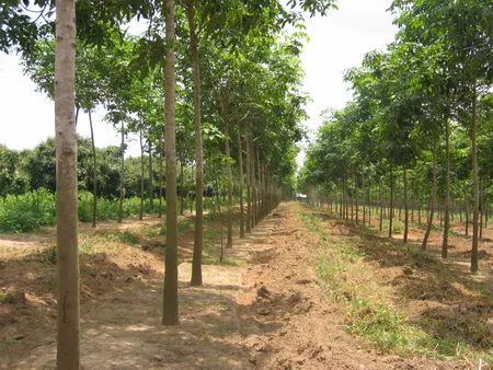 Sản phẩm 647345162087260 — Cao Su Tân Triều - Công Ty TNHH Tân Triều — MST 3700691372