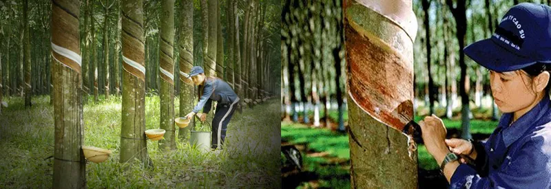 Sản phẩm 6875369917031060 — Cao Su Tân Triều - Công Ty TNHH Tân Triều — MST 3700691372